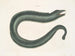 Murna maculata Le Muray - Mark Catesby — Ansicht des Kunstwerks