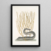 Murna maculata nigra Die schwarze Muräne Lithophyton c - Mark Catesby — gerahmtes Bild an der Wand