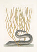 Murna maculata nigra Die schwarze Muräne Lithophyton c - Mark Catesby — Ansicht des Kunstwerks