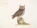 La petite hulotte - Mark Catesby — Ansicht des Kunstwerks