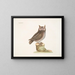 La petite hulotte - Mark Catesby — gerahmtes Bild an der Wand