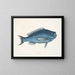 La Poisson bleu - Mark Catesby — gerahmtes Bild an der Wand