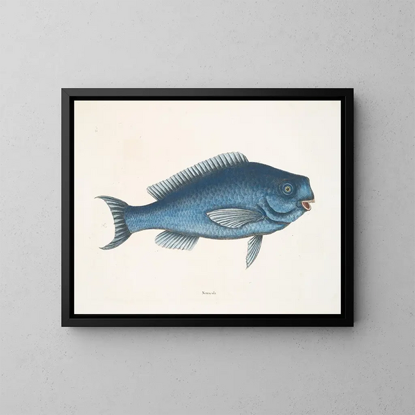 La Poisson bleu - Mark Catesby — gerahmtes Bild an der Wand