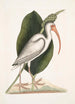 Numenius albus Der Weißstorch - Mark Catesby — Ansicht des Kunstwerks