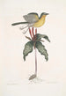 Oenanthe Americana Die gelbe Brustsänger Solanum c - Mark Catesby — Ansicht des Kunstwerks