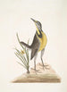 Ornithogalum liteum c La petite étoile jaune Alauda Magna La grande alouette - Mark Catesby — Ansicht des Kunstwerks