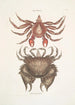 Pagurus Maculatus Der gepunktete Krabbe Cancer chelis crassissimis Der Krabbe mit rauer Schale - Mark Catesby — Ansicht des Kunstwerks