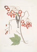 Parus Americanus Gutture luteo Das Gelbkehlchen Acer Virginianum im größeren Blatt Das Rotblühende Ahorn - Mark Catesby — Ansicht des Kunstwerks