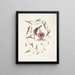 Passerculus Der kleine Spatz Convulvulus Caroliniensis Der Purpur-Liseron von Caroline - Mark Catesby — gerahmtes Bild an der Wand