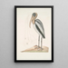Pelicanus Sylvaticus Le Pélican des Bois - Mark Catesby — gerahmtes Bild an der Wand