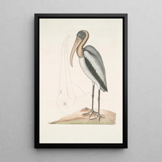 Mark Catesby - Pelicanus Sylvaticus The Wood Pelican.webp