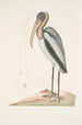 Pelicanus Sylvaticus Le Pélican des Bois - Mark Catesby — Ansicht des Kunstwerks