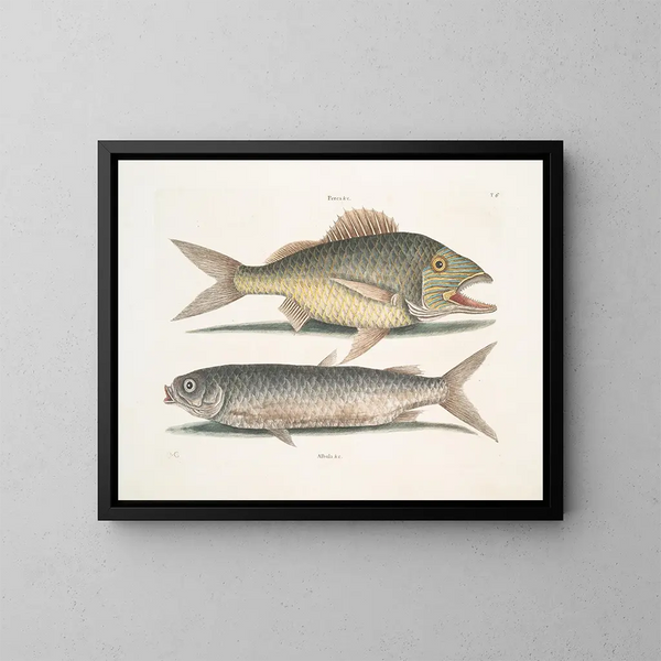 Der Maulesel - Mark Catesby — gerahmtes Bild an der Wand