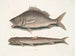 Perca, der Fisch von Margate, Saurus, der Seeadler - Mark Catesby — Ansicht des Kunstwerks