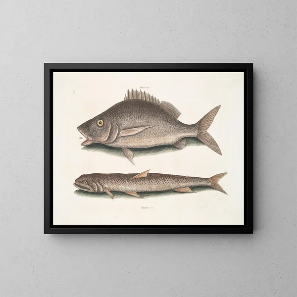 Perca, der Fisch von Margate, Saurus, der Seeadler - Mark Catesby — gerahmtes Bild an der Wand