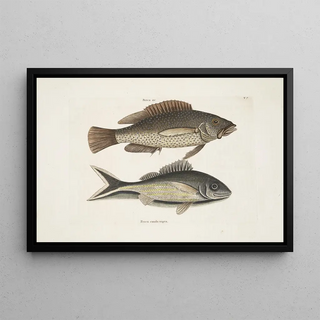 Mark Catesby - Perca c The NegroFish Perca cauda nigra The BlackTail.webp