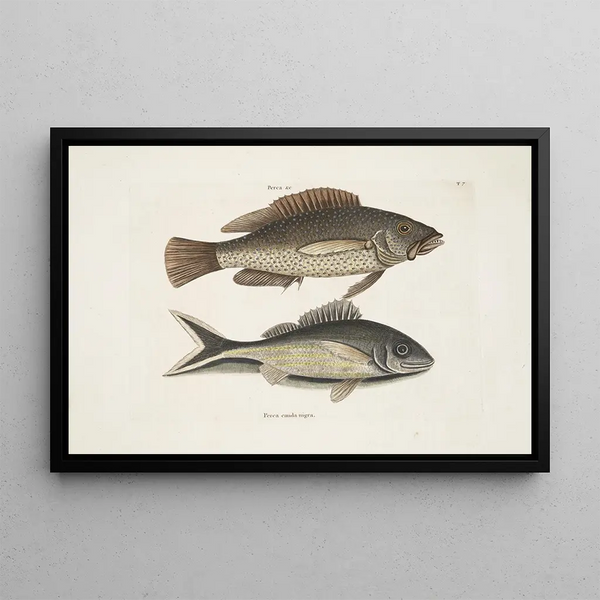 Perca c Der schwarze Fisch Perca cauda nigra Der schwarze Schwanz - Mark Catesby — gerahmtes Bild an der Wand