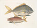 Der Fisch Porc Perca rhomboidalis und der Schulleiter Perca pinnis - Mark Catesby — Ansicht des Kunstwerks