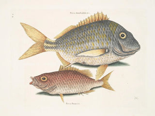 Der Fisch Porc Perca rhomboidalis und der Schulleiter Perca pinnis - Mark Catesby — Ansicht des Kunstwerks