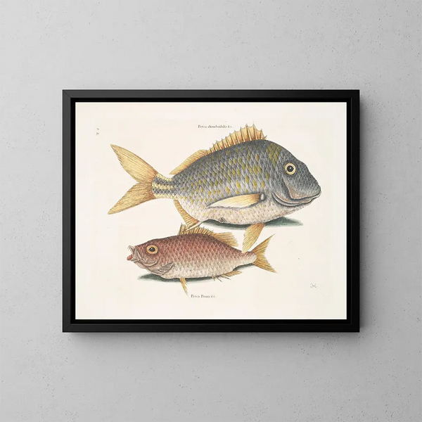 Der Fisch Porc Perca rhomboidalis und der Schulleiter Perca pinnis - Mark Catesby — gerahmtes Bild an der Wand