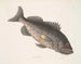 Giftiger Barsch c Le RockFish - Mark Catesby — Ansicht des Kunstwerks