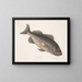 Giftiger Barsch c Le RockFish - Mark Catesby — gerahmtes Bild an der Wand