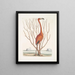 Phoenicopterus Bahamensis Le Flamingo rose Keratophiton c - Mark Catesby — gerahmtes Bild an der Wand