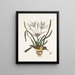 Pica luteonigra varia Le Pye jaune et noir Lilio-Narcissus Polianthus Vespa Ichneumon coerulea - Mark Catesby — gerahmtes Bild an der Wand