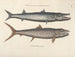 Bilder von Fischen, Schlangen, Insekten und anderen Tieren sowie einiger Pflanzen - Mark Catesby — Ansicht des Kunstwerks