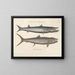 Bilder von Fischen, Schlangen, Insekten und anderen Tieren sowie einiger Pflanzen - Mark Catesby — gerahmtes Bild an der Wand