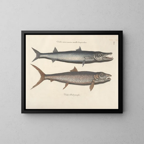Bilder von Fischen, Schlangen, Insekten und anderen Tieren sowie einiger Pflanzen - Mark Catesby — gerahmtes Bild an der Wand