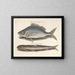 Bilder von Fischen, Schlangen, Insekten und anderen Tieren sowie einiger Pflanzen - Mark Catesby — gerahmtes Bild an der Wand