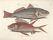 Bilder von Fischen, Schlangen, Insekten und anderen Tieren sowie einiger Pflanzen - Mark Catesby — Ansicht des Kunstwerks