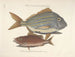 Bilder von Fischen, Schlangen, Insekten und anderen Tieren sowie einiger Pflanzen - Mark Catesby — Ansicht des Kunstwerks