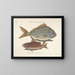 Bilder von Fischen, Schlangen, Insekten und anderen Tieren sowie einiger Pflanzen - Mark Catesby — gerahmtes Bild an der Wand