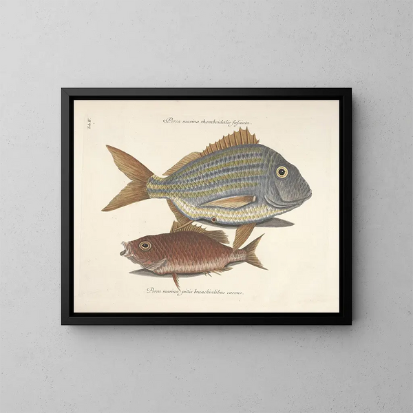 Bilder von Fischen, Schlangen, Insekten und anderen Tieren sowie einiger Pflanzen - Mark Catesby — gerahmtes Bild an der Wand
