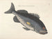 Bilder von Fischen, Schlangen, Insekten und anderen Tieren sowie einiger Pflanzen - Mark Catesby — Ansicht des Kunstwerks