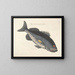 Bilder von Fischen, Schlangen, Insekten und anderen Tieren sowie einiger Pflanzen - Mark Catesby — gerahmtes Bild an der Wand