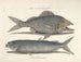Bilder von Fischen, Schlangen, Insekten und anderen Tieren sowie einiger Pflanzen - Mark Catesby — Ansicht des Kunstwerks