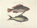 Bilder von Fischen, Schlangen, Insekten und anderen Tieren sowie einiger Pflanzen - Mark Catesby — Ansicht des Kunstwerks