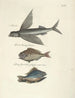 Fische, Schlangen, Insekten und einige andere Tiere sowie einige Pflanzenfotos Pl008 - Mark Catesby — Ansicht des Kunstwerks