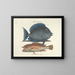 Bilder von Fischen, Schlangen, Insekten und anderen Tieren sowie einiger Pflanzen - Mark Catesby — gerahmtes Bild an der Wand