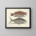 Bilder von Fischen, Schlangen, Insekten und anderen Tieren sowie einiger Pflanzen - Mark Catesby — gerahmtes Bild an der Wand