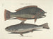 Bilder von Fischen, Schlangen, Insekten und anderen Tieren sowie einiger Pflanzen - Mark Catesby — Ansicht des Kunstwerks