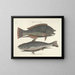Bilder von Fischen, Schlangen, Insekten und anderen Tieren sowie einiger Pflanzen - Mark Catesby — gerahmtes Bild an der Wand