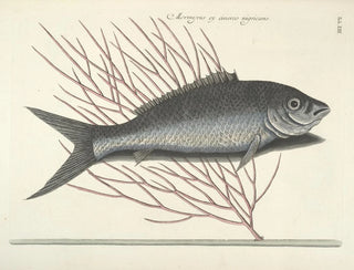 Mark Catesby - Piscium serpentum insectorum aliorumque nonnullorum animalum nec non plantarum quarundam imagines Pl013.webp