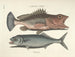 Bilder von Fischen, Schlangen, Insekten und anderen Tieren sowie einiger Pflanzen Pl014 - Mark Catesby — Ansicht des Kunstwerks
