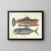 Bilder von Fischen, Schlangen, Insekten und anderen Tieren sowie einiger Pflanzen Pl014 - Mark Catesby — gerahmtes Bild an der Wand