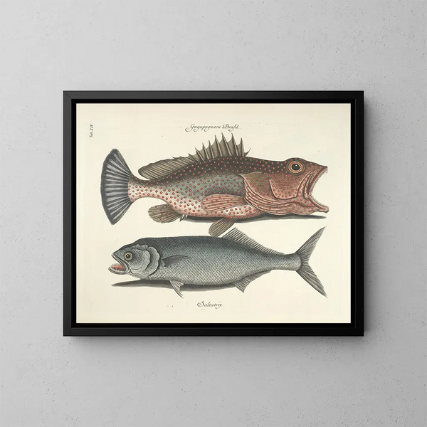 Bilder von Fischen, Schlangen, Insekten und anderen Tieren sowie einiger Pflanzen Pl014 - Mark Catesby — gerahmtes Bild an der Wand