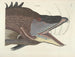 Bilder von Fischen, Schlangen, Insekten und anderen Tieren sowie einiger Pflanzen - Mark Catesby — Ansicht des Kunstwerks